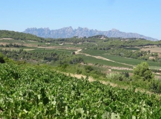 vista de un vinedo entre montanas